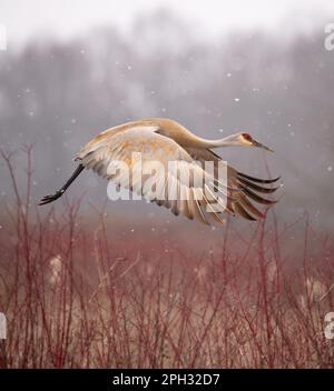 Sandhill Crane, der während eines Schneesturms im Frühling in Michigan vor dem Hintergrund von Sumpfgräsern und rotem gezacktem Hundelholz aus dem marsch fliegt. Stockfoto