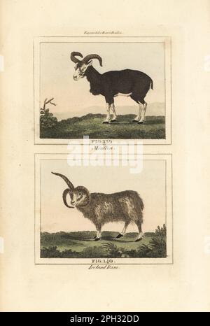 Mouflon, Ovis gmelini 139 und langhaariger, mehorniger isländischer Schafbock, domestizierte Schafrasse, Ovis aries 140. Handfarbene Kupferplatte mit Gravur nach Jacques de Seve aus James Smith Barrs Ausgabe von Comte Buffon's Natural History, A Theory of the Earth, General History of man, Brute Creation, Gemüse, Minerals, T. Gillet, H. D. Symonds, Paternoster Row, London, 1807. Stockfoto