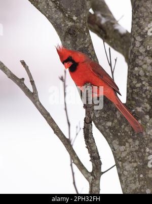 Der männliche Kardinal aus dem Norden, hoch oben im Dogwood, sucht im Gras und im Schnee unten im Winter in Michigan nach Nahrung. Stockfoto