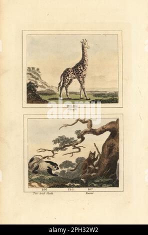 Giraffe, Giraffa camelopardalis 165, Hoffmanns Zweizehenfaultier, Choloepus hoffmanni 166, Spektraltarsier, Tarsius Spectrum 167. Handfarbene Kupferplatte mit Gravur nach Jacques de Seve aus James Smith Barrs Ausgabe von Comte Buffon's Natural History, A Theory of the Earth, General History of man, Brute Creation, Gemüse, Minerals, T. Gillet, H. D. Symonds, Paternoster Row, London, 1807. Stockfoto