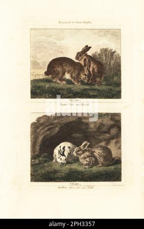 Europäischer Hasen, Lepus europaeus, männlicher und weiblicher Buck 60 und Kaninchen, Europäischer Haus- und Wildkaninchen, Oryctolagus cuniculus 61. Handfarbene Kupferplatte mit Gravur nach Jacques de Seve aus James Smith Barrs Ausgabe von Comte Buffon's Natural History, A Theory of the Earth, General History of man, Brute Creation, Gemüse, Minerals, T. Gillet, H. D. Symonds, Paternoster Row, London, 1807. Stockfoto