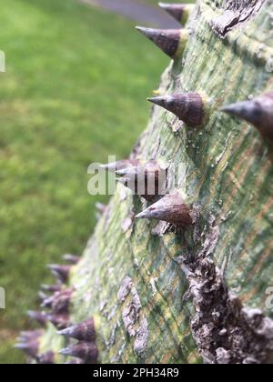 Nahaufnahme der Dornen eines Insignisbaums Stockfoto