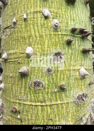 Nahaufnahme der Dornen eines Insignisbaums Stockfoto