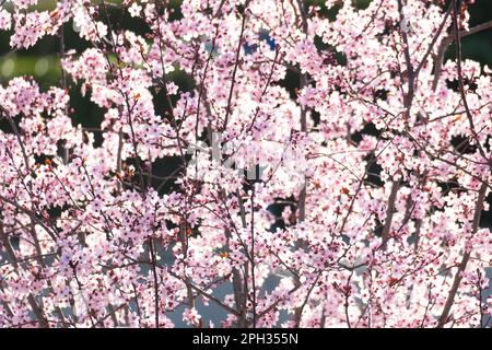 Bäume mit den ersten Blüten des Frühlings Stockfoto