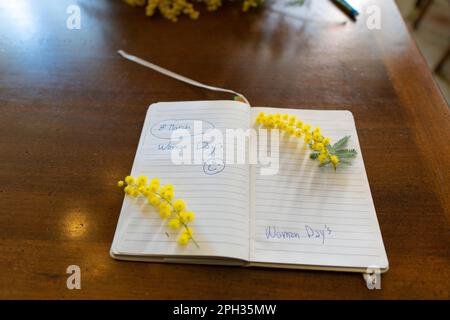 Blumen und Topfblumen von Mimosa, Acacia dealbata, ein wunderschönes Blumensymbol des Frauentags, das am 8. März gefeiert wurde Stockfoto