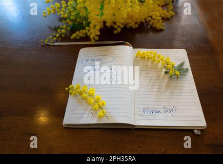 Blumen und Topfblumen von Mimosa, Acacia dealbata, ein wunderschönes Blumensymbol des Frauentags, das am 8. März gefeiert wurde Stockfoto