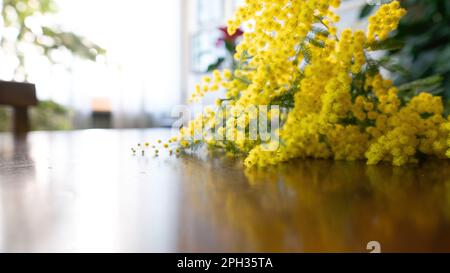 Blumen und Topfblumen von Mimosa, Acacia dealbata, ein wunderschönes Blumensymbol des Frauentags, das am 8. März gefeiert wurde Stockfoto