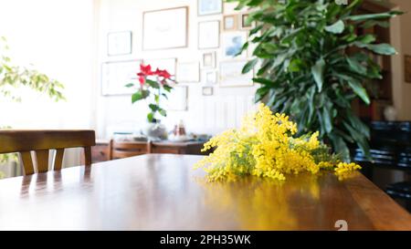 Blumen und Topfblumen von Mimosa, Acacia dealbata, ein wunderschönes Blumensymbol des Frauentags, das am 8. März gefeiert wurde Stockfoto
