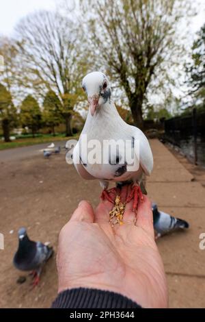 Feral Pigeon [ Columba livia domestica ] im Stadtpark auf mans Hand nimmt Samen Stockfoto