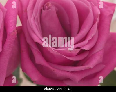 Nahaufnahme der großen roten Rose während der Blütezeit Stockfoto