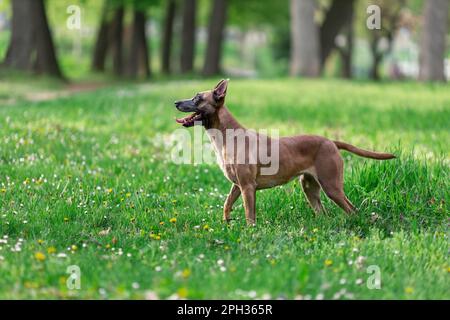 Junger Hund belgischer malinois, der im grünen Park im Freien spielt Stockfoto