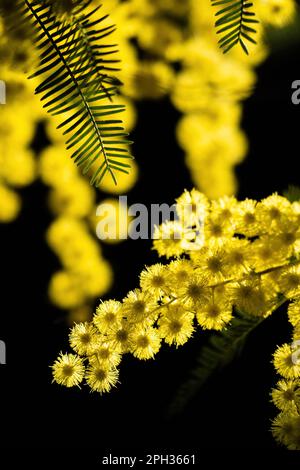 Blumen und Topfblumen von Mimosa, Acacia dealbata, Symbol des Frauentags, der am 8. März gefeiert wurde Stockfoto