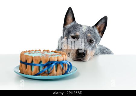 Nahaufnahme des kniffligen australischen Rinderhundes oder Bluehohns beim Geburtstagskuchen isoliert auf weißem Hintergrund. Speicherplatz kopieren Stockfoto