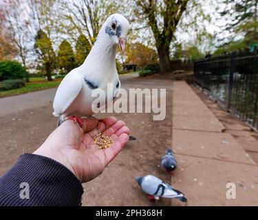 Feral Pigeon [ Columba livia domestica ] im Stadtpark auf mans Hand nimmt Samen Stockfoto