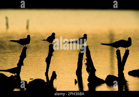 Common Tern, sterna Comune, Stintino, Sardinien, Italien Stockfoto