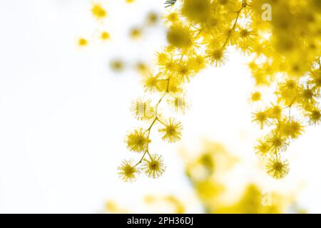 Blumen und Topfblumen von Mimosa, Acacia dealbata, Symbol des Frauentags, der am 8. März gefeiert wurde Stockfoto