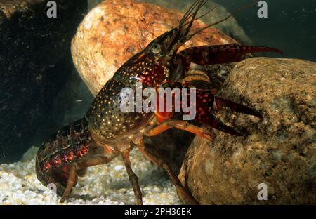 Gambero rosso della Louisiana – Procambarus clarkii. Ecrevisse de Louisiane, Louisiana Flusskrebse, Roter Hummer (Ang) Stockfoto