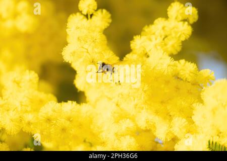 Eine Biene inmitten von Mimosa, Acacia dealbata, Blumen, Symbol des Frauentags, der am 8. März gefeiert wird Stockfoto