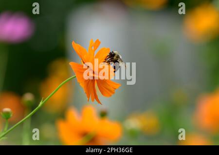 Hummel auf gelber Kosmos-Blume Stockfoto
