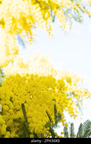 Blumen und Topfblumen von Mimosa, Acacia dealbata, ein wunderschönes Blumensymbol des Frauentags, das am 8. März gefeiert wurde Stockfoto