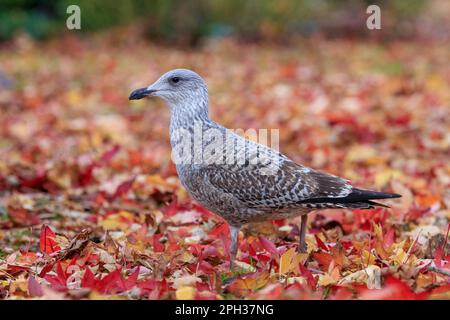 Hering Gull [ Larus argentatus ] Juvenile im Stadtpark auf dem Boden inmitten von Laubstreu aus niedriger Perspektive / Blickwinkel Stockfoto