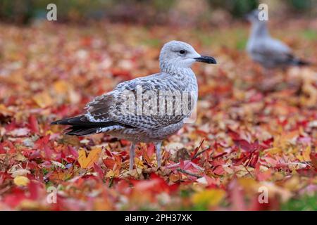 Hering Gull [ Larus argentatus ] Juvenile im Stadtpark auf dem Boden inmitten von Laubstreu aus niedriger Perspektive / Blickwinkel Stockfoto