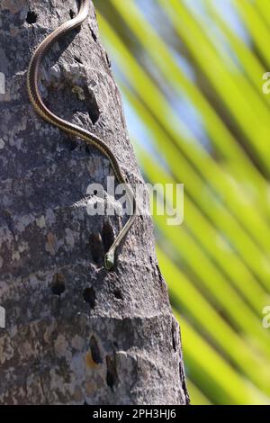 Schöne Rattenschlange, die eine Palme herunterkommt Stockfoto