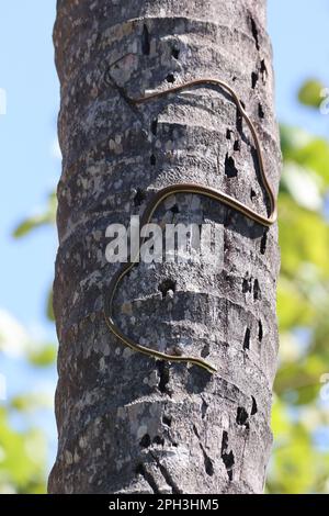 Schöne Rattenschlange, die eine Palme herunterkommt Stockfoto