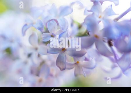 Wunderschöne Frühlingslila-Blumen im Hintergrund. Unscharfer Hintergrund Stockfoto