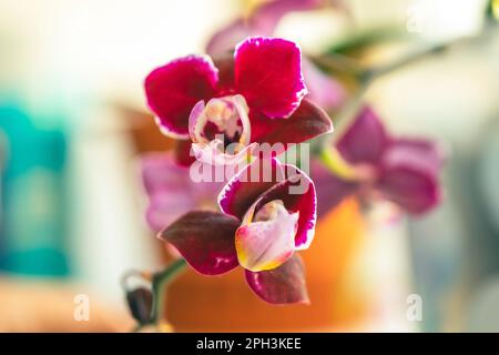 Orchideenblumen Nahaufnahme auf blauem Hintergrund, Kopierraum. Stockfoto