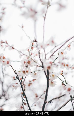 Blühender Baum im Frühlingsgarten. Nahaufnahme von weißen Blumen auf Obstbäumen Stockfoto