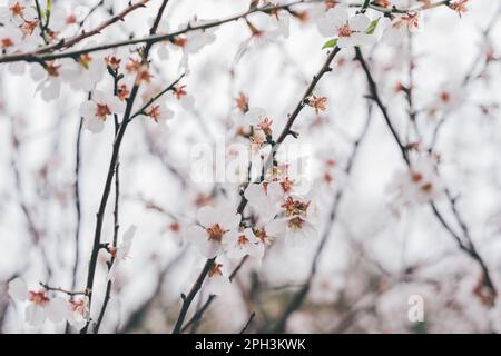 Blühender Baum im Frühlingsgarten. Nahaufnahme von weißen Blumen auf Obstbäumen Stockfoto