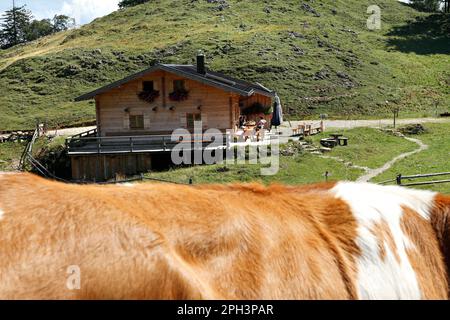 Alpenhaus und Kühe, Taubensee, Chiemgau, Oberbayern, Deutschland Stockfoto