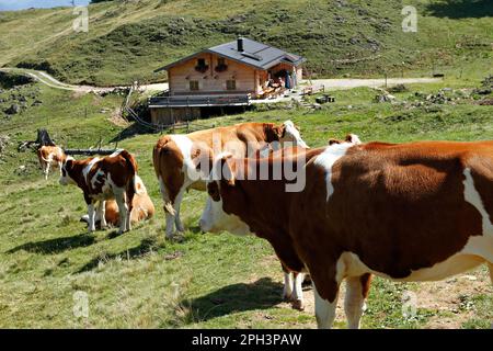 Alpenhaus und Kühe, Taubensee, Chiemgau, Oberbayern, Deutschland Stockfoto