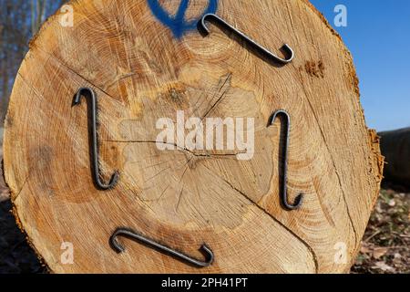 Rohmaterial Holz Aus Holzbuche Stockfoto