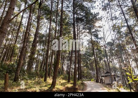 Pang Ung ist eine Touristenattraktion in Mae Hong Son, Nordthailand mit malerischem Bergsee und Kiefern. Stockfoto