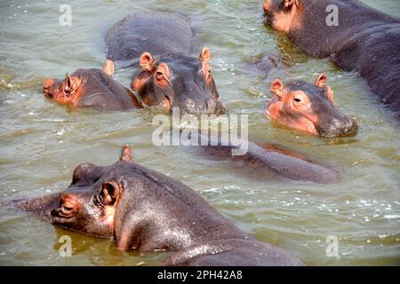 Flusspferde (Hippopotamus amphibius), Flusspferde, Flusspferde, Huftiere, gleichzehige Huftiere, Säugetiere, Tiere, Hippopotamus, Gruppenbaden im See Stockfoto