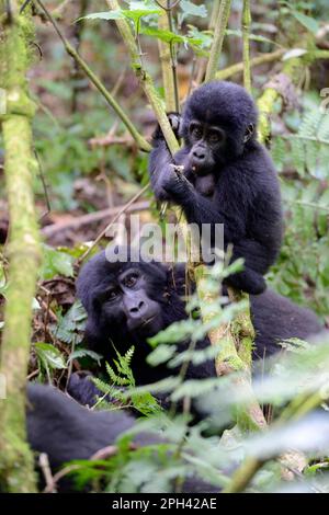 Weiblicher Berggorilla (Gorilla beringei beringei) mit spielendem Baby Virunga-Nationalpark, Demokratische Republik Kongo Stockfoto