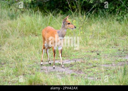 Ducker (Sylvicapra grimmia), Antilopen, Huftiere, Glattzehenartige Huftiere, Säugetiere, Tiere, Ducker, Akagera-Nationalpark, Ruanda Stockfoto