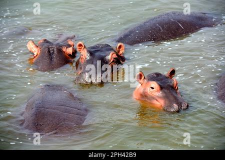 Flusspferde (Hippopotamus amphibius), Flusspferde, Flusspferde, Huftiere, gleichzehige Huftiere, Säugetiere, Tiere, Hippopotamus, Gruppenbaden im See Stockfoto