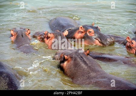 Flusspferde (Hippopotamus amphibius), Flusspferde, Flusspferde, Huftiere, gleichzehige Huftiere, Säugetiere, Tiere, Hippopotamus, Gruppenbaden im See Stockfoto