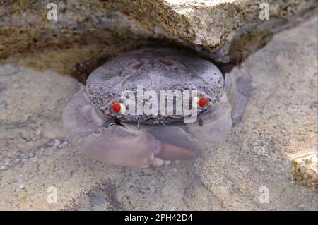 Rotäugige Krabbe (Eriphia ferox), Erwachsene, im flachen Wasser des Felsenpools, Malediven, Marsh Stockfoto