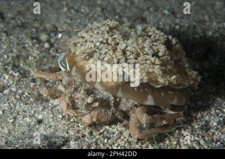 Quallen mit ausgewachsenen Krabben (Ethusa spec.), N. P. Klei mit umgedrehten Quallen (Cassiopeia andromeda) mit herrlichen Anemonenkrebsen Stockfoto