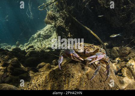 Süßwasserkrebse (Potamon fluviatilis), Erwachsene, Unterwasser in Flussnitat, Toskana, Italien Stockfoto