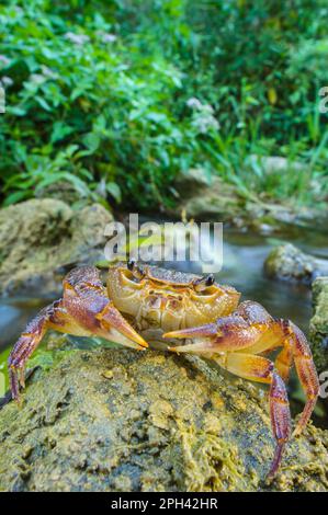 Süßwasserkrabbe (Potamon fluviatilis), Erwachsene, auf Felsen neben dem Flussnetzwerk, Toskana, Italien Stockfoto