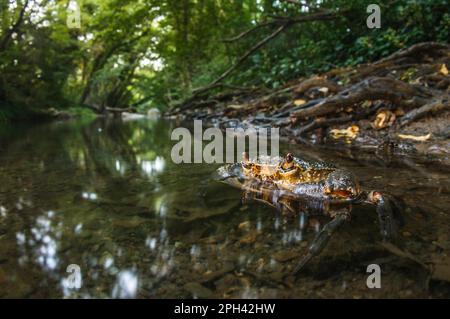 Süßwasserkrebse (Potamon fluviatilis), ausgewachsen, an der Wasseroberfläche im Flussnitat, Toskana, Italien Stockfoto