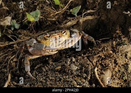 Süßwasserkrebse (Potamon fluviatilis), Erwachsener, in der Nähe des Eingangs von Burrow, Italien Stockfoto