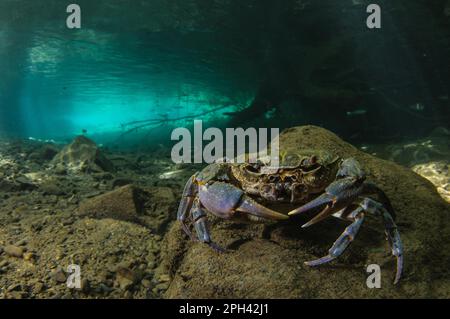 Süßwasserkrebse (Potamon fluviatilis), Erwachsene, Unterwasser in Flussnitat, Toskana, Italien Stockfoto