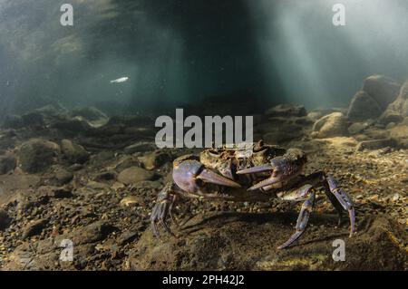 Süßwasserkrebse (Potamon fluviatilis), Erwachsene, Unterwasser in Flussnitat, Toskana, Italien Stockfoto