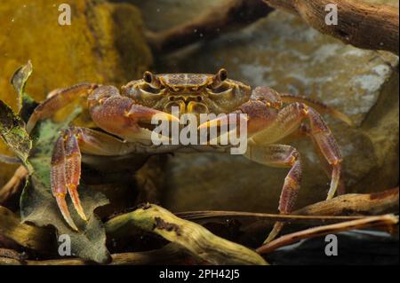 Süßwasserkrabbe (Potamon fluviatilis), Erwachsene, Unterwasser, Toskana, Italien Stockfoto